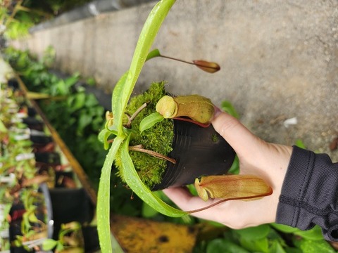 Nepenthes（ネペンテス/ウツボカズラ）の商品一覧 | Y's Exotics
