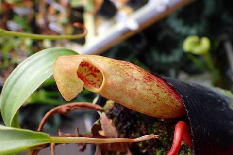 食虫植物 食虫植物展はじまりました！ | 公園だより | 海洋博公園