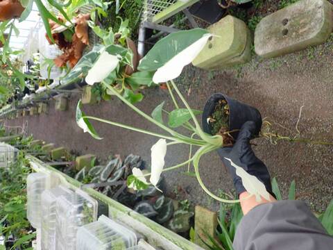 未分類の商品一覧 | Y's Exotics （山田食虫植物農園）