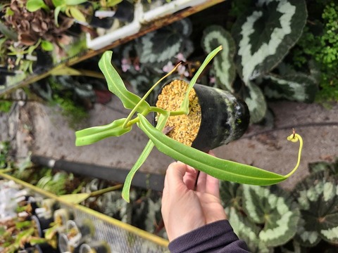 商品一覧 - Y's Exotics （山田食虫植物農園）