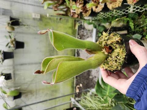 Heliamphora（ヘリアンフォラ）の商品一覧 | Y's Exotics （山田食虫植物農園）