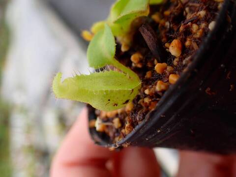 G487 5-1 [YA-3] N. truncata 広島実生系 Y's Lab