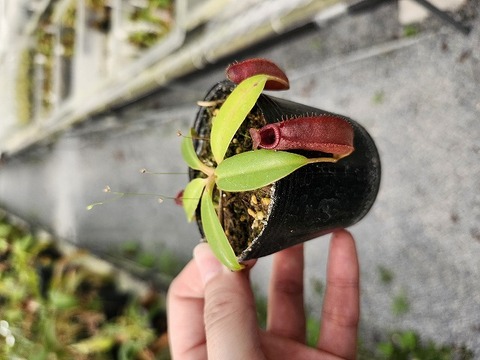 パルナシウス・ハードウィッキー（オス、ネパール産） 商品一覧 - Y's Exotics （山田食虫植物農園）