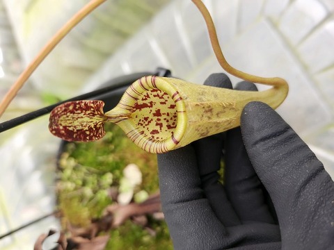 商品一覧 - Y's Exotics （山田食虫植物農園）