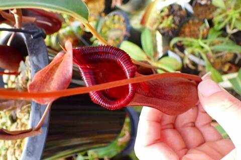 ゆうゆうネペンテス・ミランダ Nepenthes（ネペンテス/ウツボカズラ）の商品一覧 | Y's Exotics