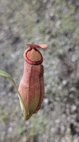 Nepenthes（ネペンテス/ウツボカズラ）の商品一覧 | Y's Exotics （山田食虫植物農園）