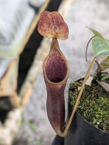 Nepenthes（ネペンテス/ウツボカズラ）の商品一覧 | Y's Exotics （山田食虫植物農園）