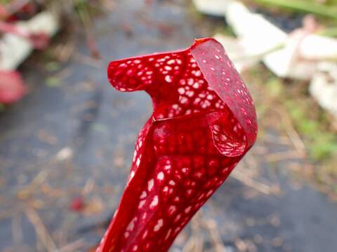 商品一覧 - Y's Exotics （山田食虫植物農園）