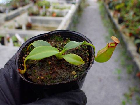R200 5-1 N. bicalcarata Y's Lab