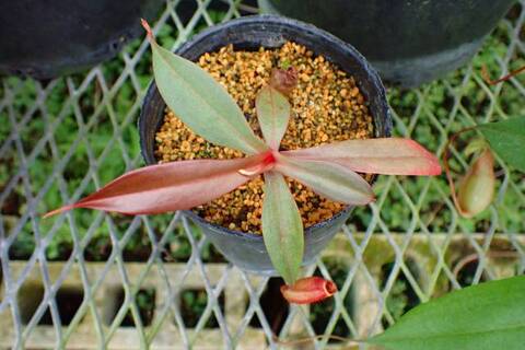 Nepenthes（ネペンテス/ウツボカズラ）の商品一覧 | Y's Exotics
