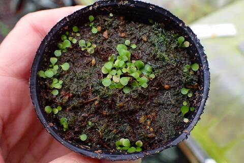 P323 1-4 G. vioolacea {Serra do Cipo, Brazil} [BCP ID# 1209] BCP