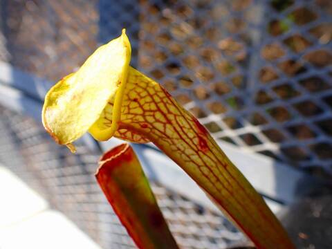 商品一覧 - Y's Exotics （山田食虫植物農園）