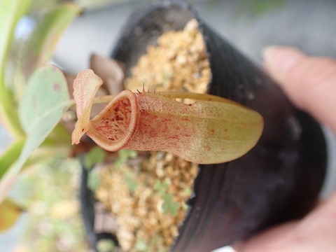 商品一覧 - Y's Exotics （山田食虫植物農園）