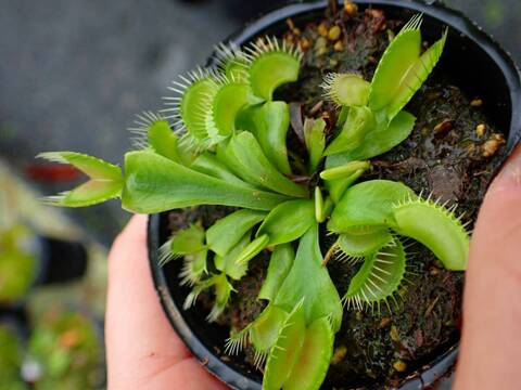 E562 5-1 Dionaea muscipula South-West Giant Y's Lab