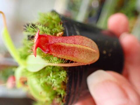 商品一覧 - Y's Exotics （山田食虫植物農園）