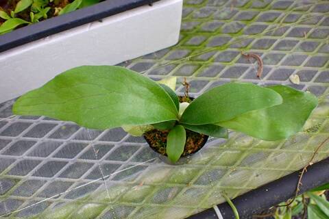 Platycerium (ビカクシダ)の商品一覧 | Y's Exotics （山田食虫