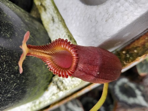 商品一覧 - Y's Exotics （山田食虫植物農園）