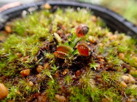 G898 5-2 Dionaea muscipula "BCP Clone Z 11" CK