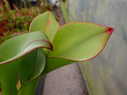 商品一覧 - Y's Exotics （山田食虫植物農園）