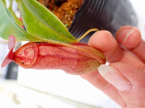 商品一覧 - Y's Exotics （山田食虫植物農園）