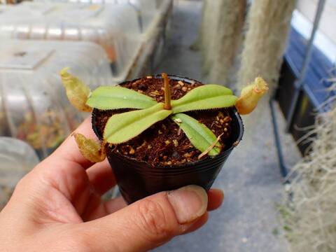 J567 5-1 [YA-29] N. vieillardii Mt. Kagnis Giant Y's Lab