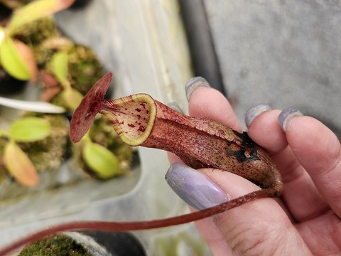商品一覧 - Y's Exotics （山田食虫植物農園）