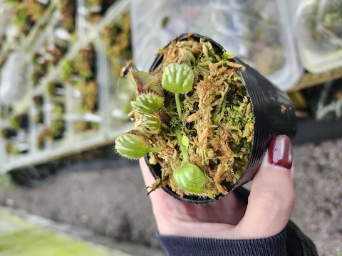 セファロタス　エラー　cephalotus error 子株 Quite troublesome] Current status of carnivorous plant Cephalotus