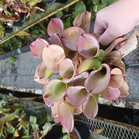 Heliamphora（ヘリアンフォラ）の商品一覧 | Y's Exotics （山田
