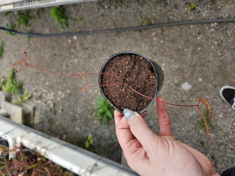 P287 4-1 D. binata f. multifida CK 