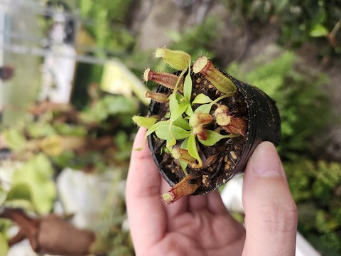 商品一覧 - Y's Exotics （山田食虫植物農園）