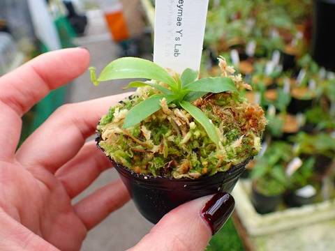 Nepenthes（ネペンテス/ウツボカズラ）の商品一覧 | Y's Exotics （山田食虫植物農園）