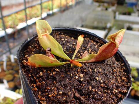 商品一覧 - Y's Exotics （山田食虫植物農園）