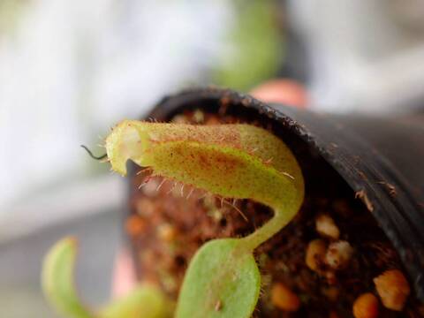 Y615 5-1 [YA-10] N. veitchii Bario (very big pitcher) x veitchii Bario (stripe peristome) Y's Lab