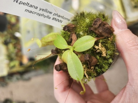 商品一覧 - Y's Exotics （山田食虫植物農園）