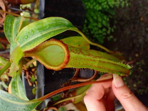 商品一覧 - Y's Exotics （山田食虫植物農園）