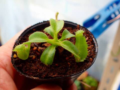 商品一覧 - Y's Exotics （山田食虫植物農園）