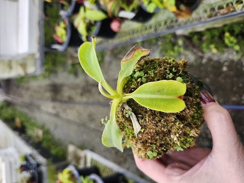 商品一覧 - Y's Exotics （山田食虫植物農園）