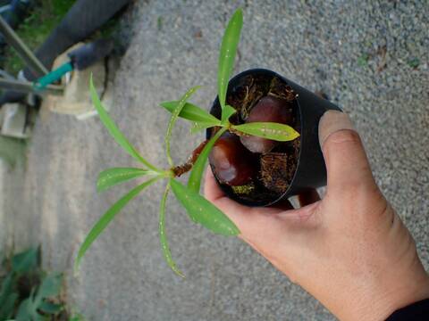 G260 3-1 Myr. Tuberosa CK