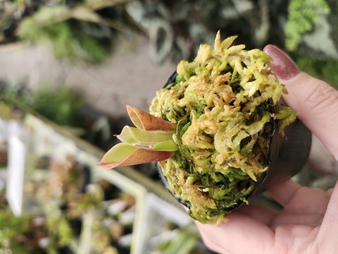 GUAPI種子 Products - Saroopi Seeds