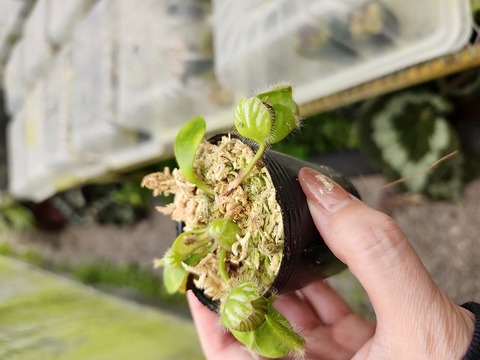 Cephalotus follicularis （フクロノユキノシタ）の商品一覧 | Y's