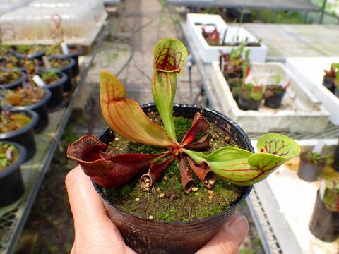 商品一覧 - Y's Exotics （山田食虫植物農園）