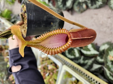 ゆうゆうネペンテス・ミランダ Nepenthes（ネペンテス/ウツボカズラ）の商品一覧 | Y's Exotics