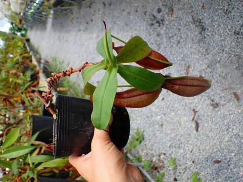 P514 5-2 N. sp. Kinabalu WP