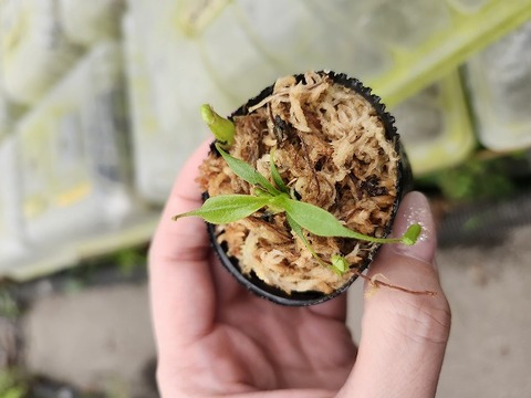 商品一覧 - Y's Exotics （山田食虫植物農園）