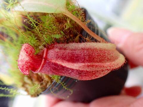 食虫植物N. villosa Tambuyukon x robcamtleyi 2025，新作登場 N