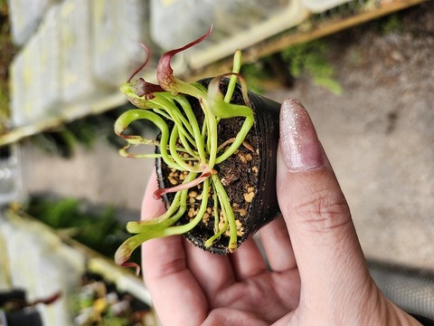 Darlingtonia（ダーリングトニア) の商品一覧 | Y's Exotics