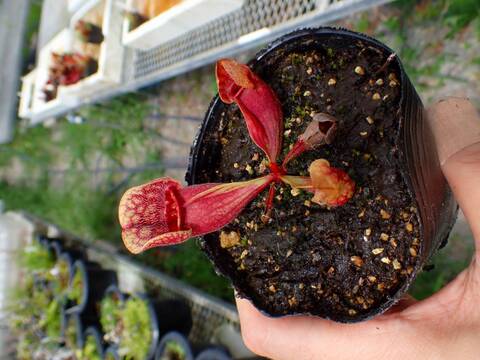 G533 4-1 S. purpurea ssp. venosa var. burkii Alaflora