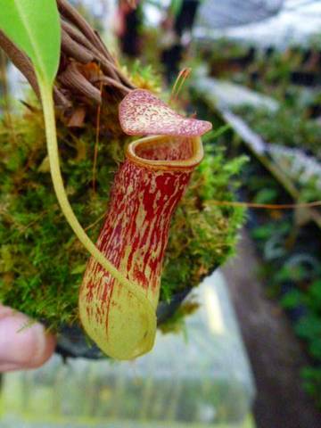 Nepenthes（ネペンテス/ウツボカズラ）の商品一覧 | Y's Exotics