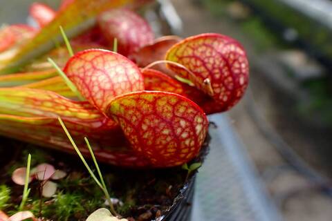 Y's Exotics （山田食虫植物農園）