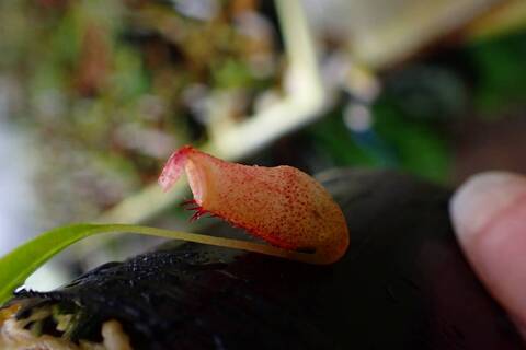 食虫植物　お知らせ用 商品一覧 - Y's Exotics （山田食虫植物農園）